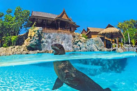 The Sea Lion Island Siam Park Tenerife